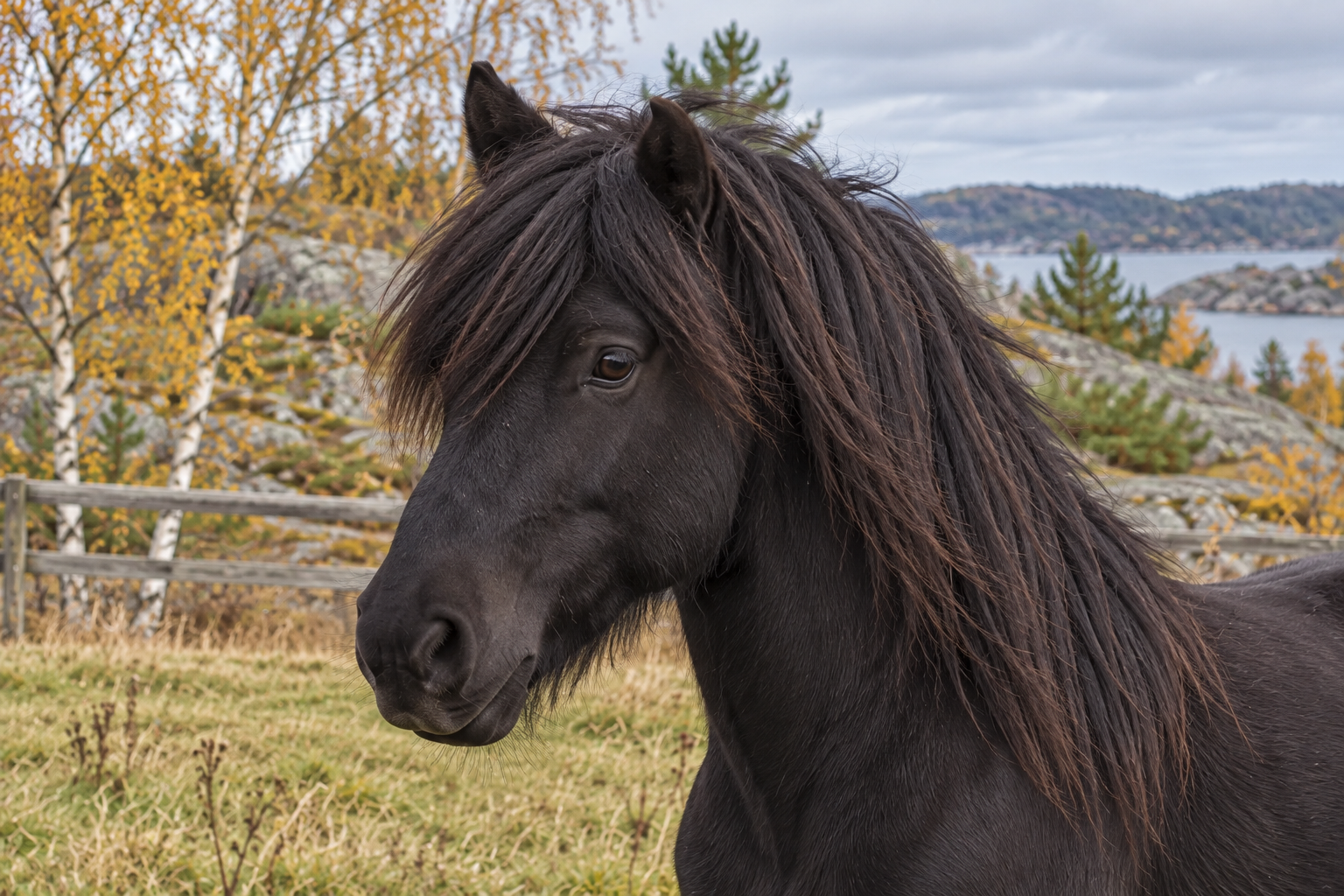Närbild av Stormurs svarta huvud med lång pannlugg, mörkbrunt öga och avslappnad mule.